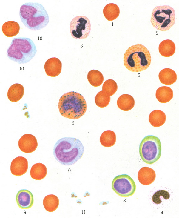 формені елементи крові