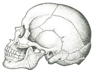 атавістичні варіанти кісток черепа