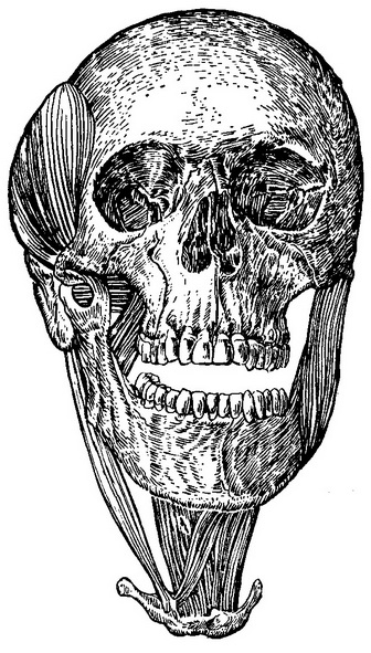 м'язи, що зумовлюють зміщення відламків нижньої щелепи
