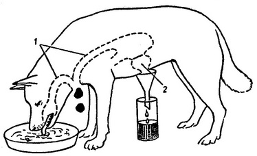 досвід з уявним годуванням по павлову