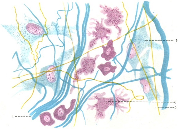 пухка волокниста неоформлене сполучна тканина
