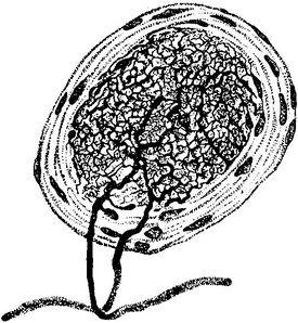 кінцевий апарат слизової піхви кролика