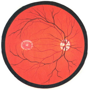 нормальне очне дно