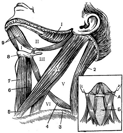 область шиї внутрішній трикутник