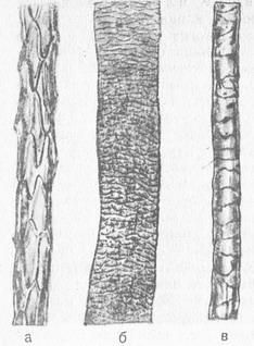 кутикули волосся