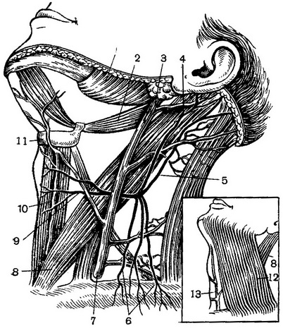 поверхневі вени і нерви шиї (шийне сплетення)