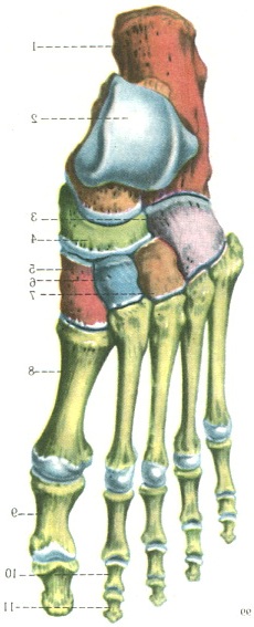 кістки стопи