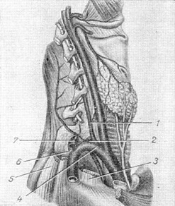 топографія підключичної артерії