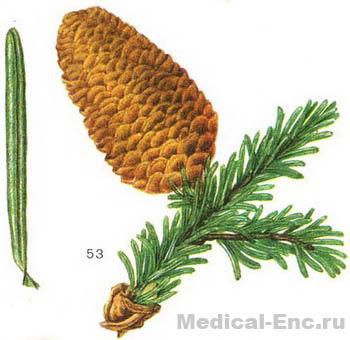 ялиця сибірська