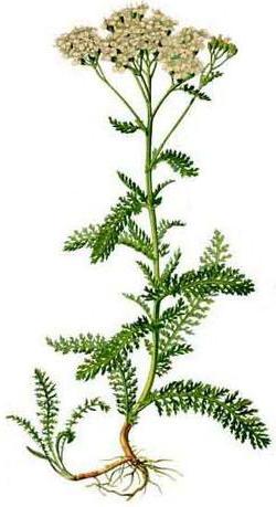 деревій звичайний