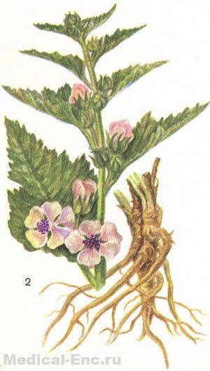 алтей лікарський