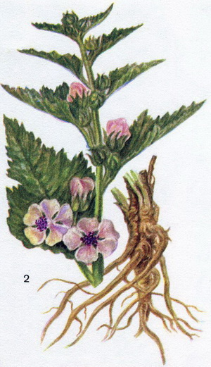 Алтей лікарський