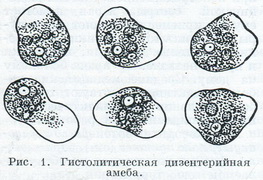 гистолитическая дизентерійна амеба