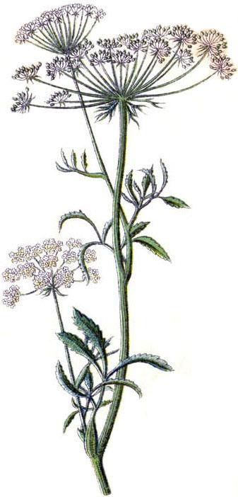 аммі велика