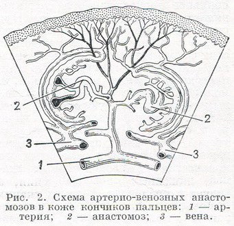 Схема артеріо-венозних анастомозів в шкірі кінчиків пальців