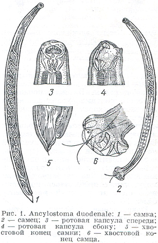Ancylostoma duodenale