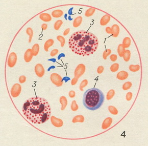 кров при хронічної постгеморагічної анемії