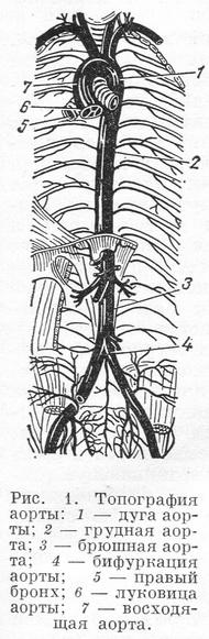 Топографія аорти