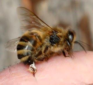 бджолина отрута