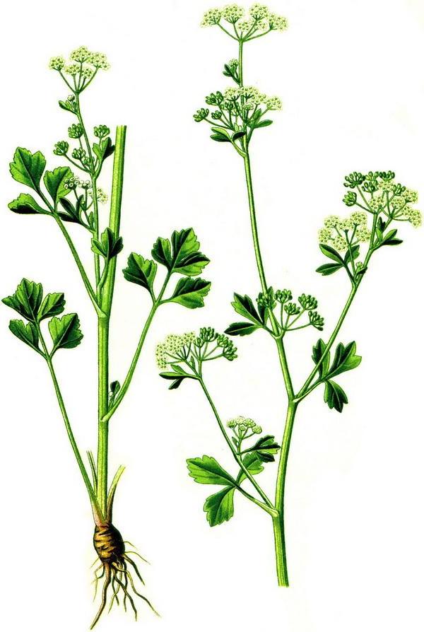 селера пахуча