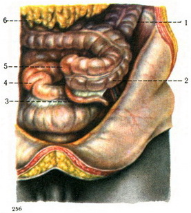 лівосторонній положення сліпої кишки і червоподібного відростка