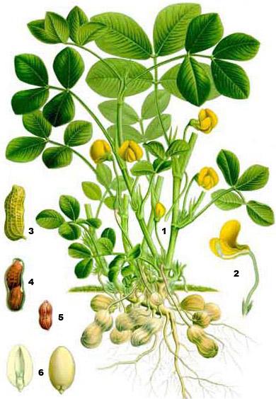 арахіс земляний горіх