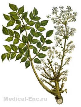 аралія маньчжурська