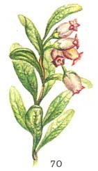 мучниця звичайна