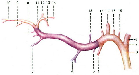 гілки верхньощелепної артерії схема