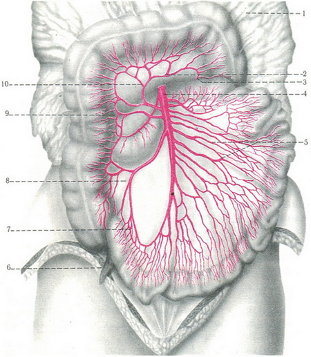 верхня брижова артерія