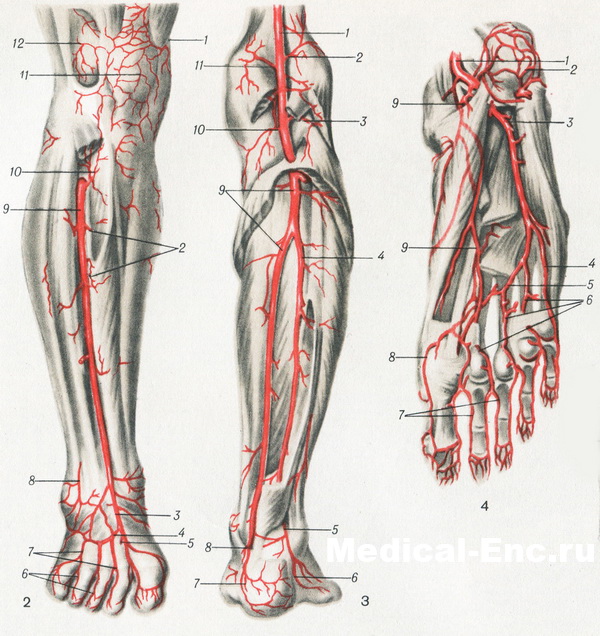 артерії передньої поверхні гомілки і тилу стопи підколінної ямки і задньої поверхні гомілки підошовної поверхні стопи в картинках схема