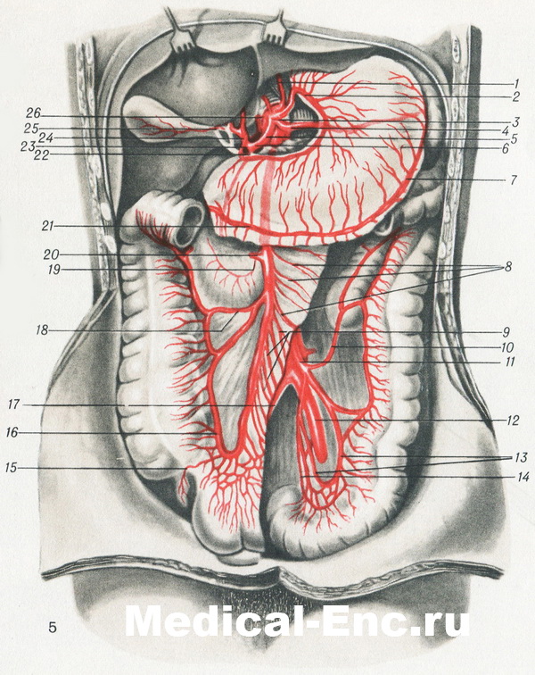 артерії черевної порожнини в картинках схема