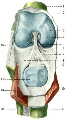 розкритий колінний суглоб