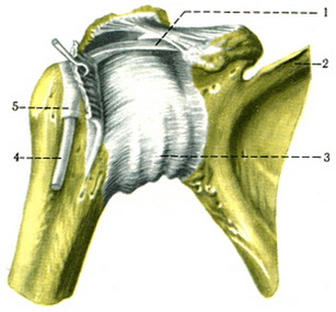 плечовий суглоб анатомія