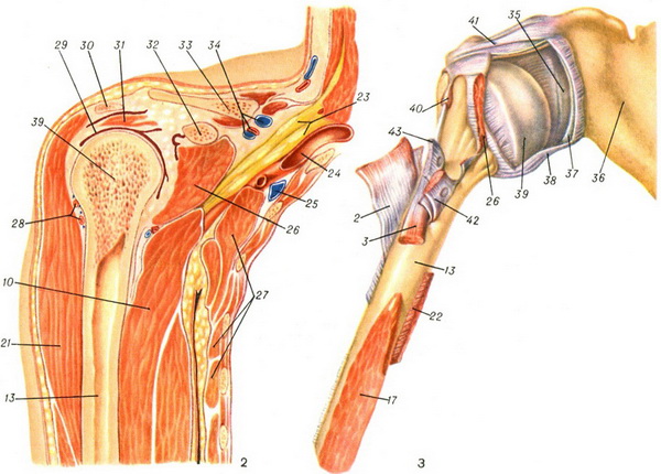 плечовий суглоб