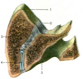розпил крижово-клубового суглоба