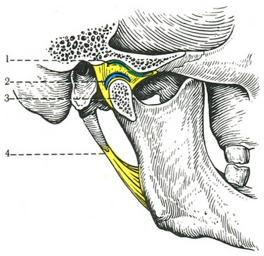 будова скронево-нижньощелепного суглоба