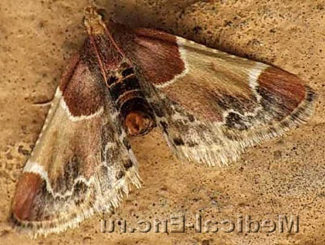 борошняна вогнівка