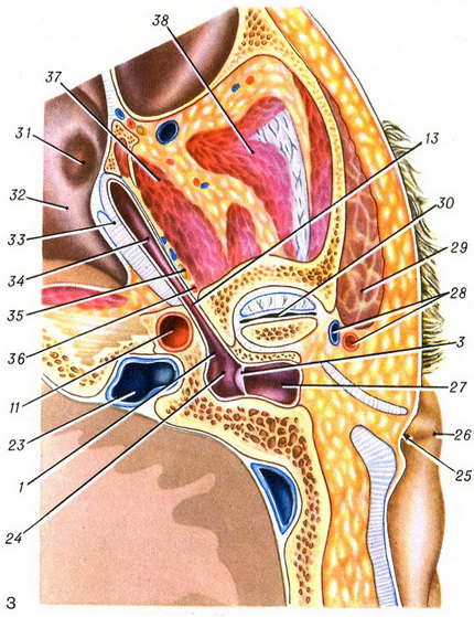 розпил голови вздовж осі слухової труби
