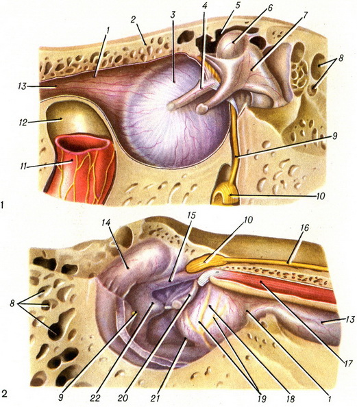 стінки барабанної порожнини