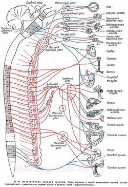 Вегетативна нервова система