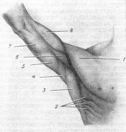 подкрыльцовая ямка