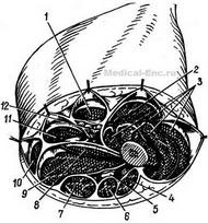 розріз стегна