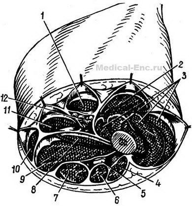 розріз стегна