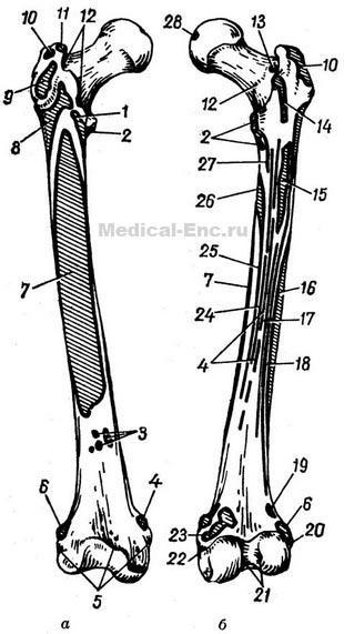 стегнова кістка