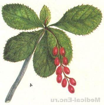 барбарис звичайний