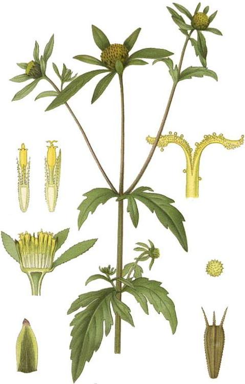 череда трироздільна