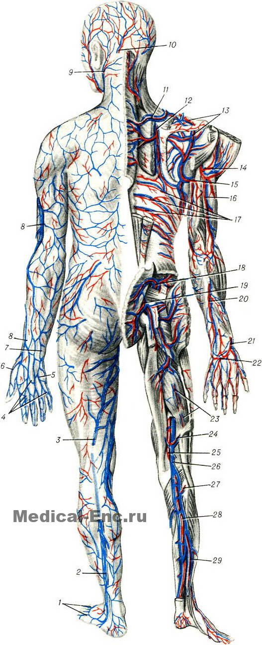 схема кровоносних судин людини