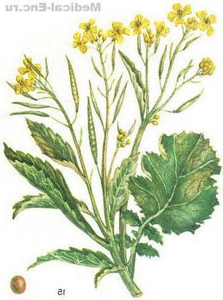 гірчиця сарептська