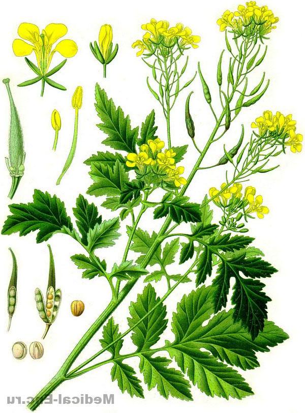 гірчиця біла